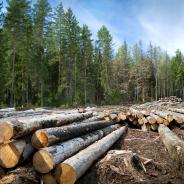 Many trees cut down in a forest.