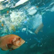 Fish and plastics in ocean