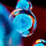 This photo depicts many stem cells.