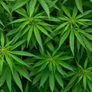 Marijuana