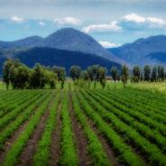 This photo depicts rows of crops in Mexico.