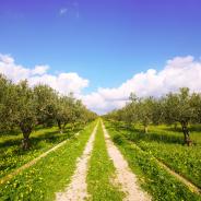 A worn path stretches between rows of olive trees 