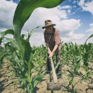 Old man working field