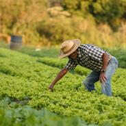 Farm Worker