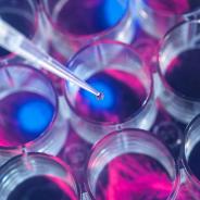 Stem Cell 