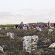 Agricultural workers