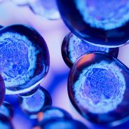 Stem cell
