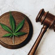 Cannabis