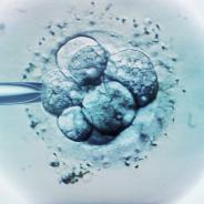 Embryo