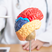 Brain model