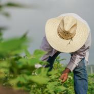 Immigrant agriculture worker in field