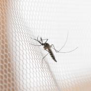 AdobeStock_239043100-Mosquito+Borne+Viruses_Web-EDITORIAL