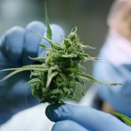 Portrait of scientist with mask, glasses and gloves checking hemp plants in a greenhouse. 