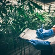 Professional researchers working in a hemp field, they are checking plants