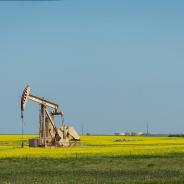 Small oil pump in field of yellow flowers with telephone in foreground.