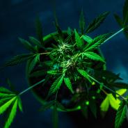 Cannabis hemp bush in a greenhouse 