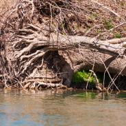 An downed tree on a river bed after a flood.