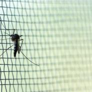 Mosquito on wire mesh.