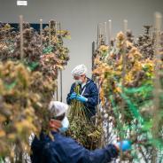 Cannabis cultivation workers trimming hemp plants.