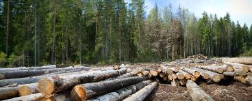 Many trees cut down in a forest.