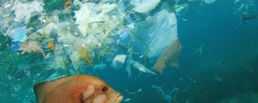 Fish and plastics in ocean