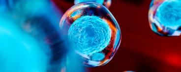 Embryo