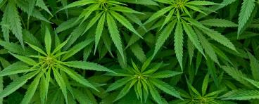 Marijuana