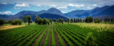 This photo depicts rows of crops in Mexico.