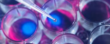 Stem Cell 