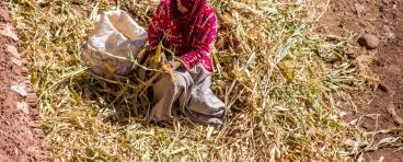 A Moroccan woman gathers crops.