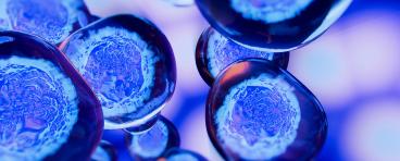 Stem cell