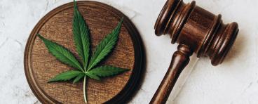 Cannabis