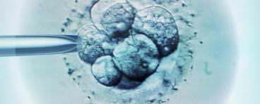 Embryo