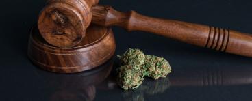 Marijuana Law 