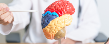 Brain model