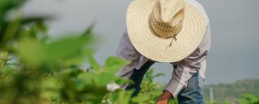 Immigrant agriculture worker in field