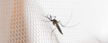 AdobeStock_239043100-Mosquito+Borne+Viruses_Web-EDITORIAL