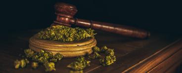 Wooden judge hammer and sound block with seeds and flower of marijuana