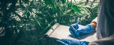 Professional researchers working in a hemp field, they are checking plants