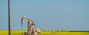 Small oil pump in field of yellow flowers with telephone in foreground.