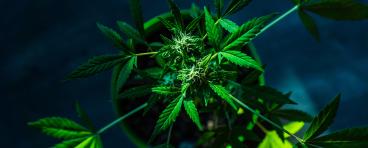 Cannabis hemp bush in a greenhouse 