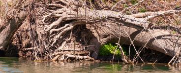 An downed tree on a river bed after a flood.