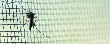 Mosquito on wire mesh.
