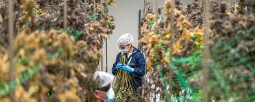 Cannabis cultivation workers trimming hemp plants.